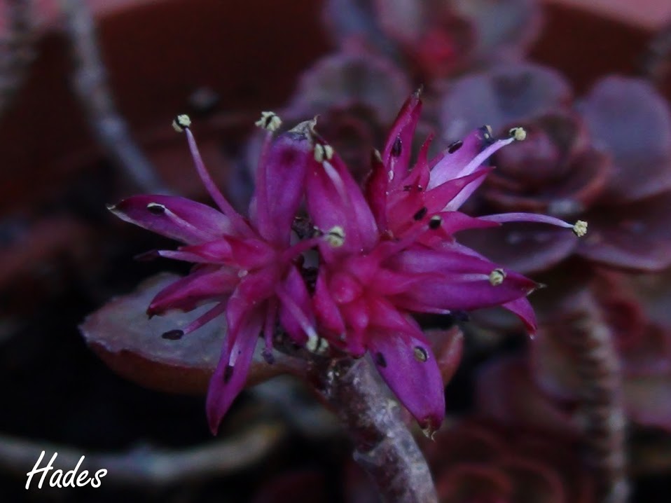 spurium+flor.jpg