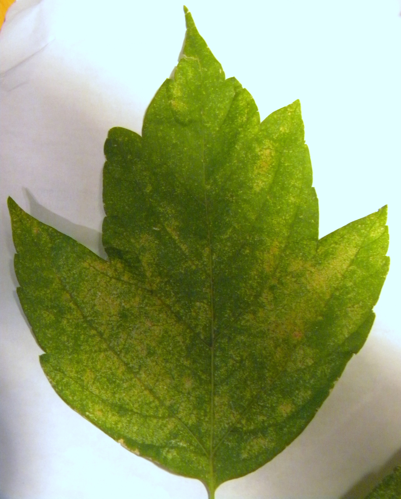 Sintético 94+ Foto Como Dibujar Las Hojas De Un Arbol El último