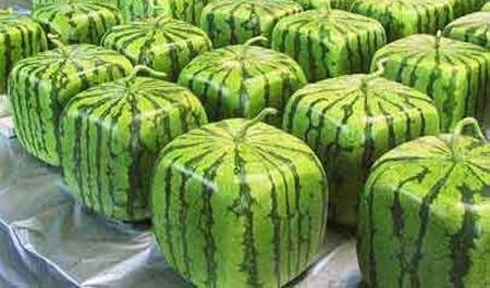 squarewatermelons1.jpg