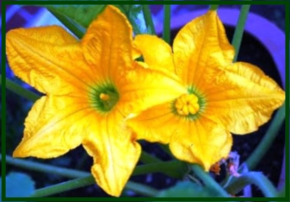 squash-1.jpg