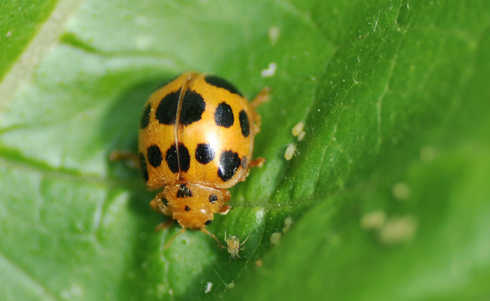 squash%2Blady%2Bbeetle%2B8rs.jpg