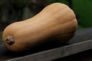 squash1.JPG