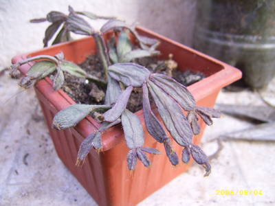 SSA42648.JPG