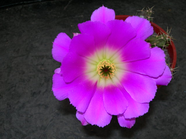 SSCN0503.JPG