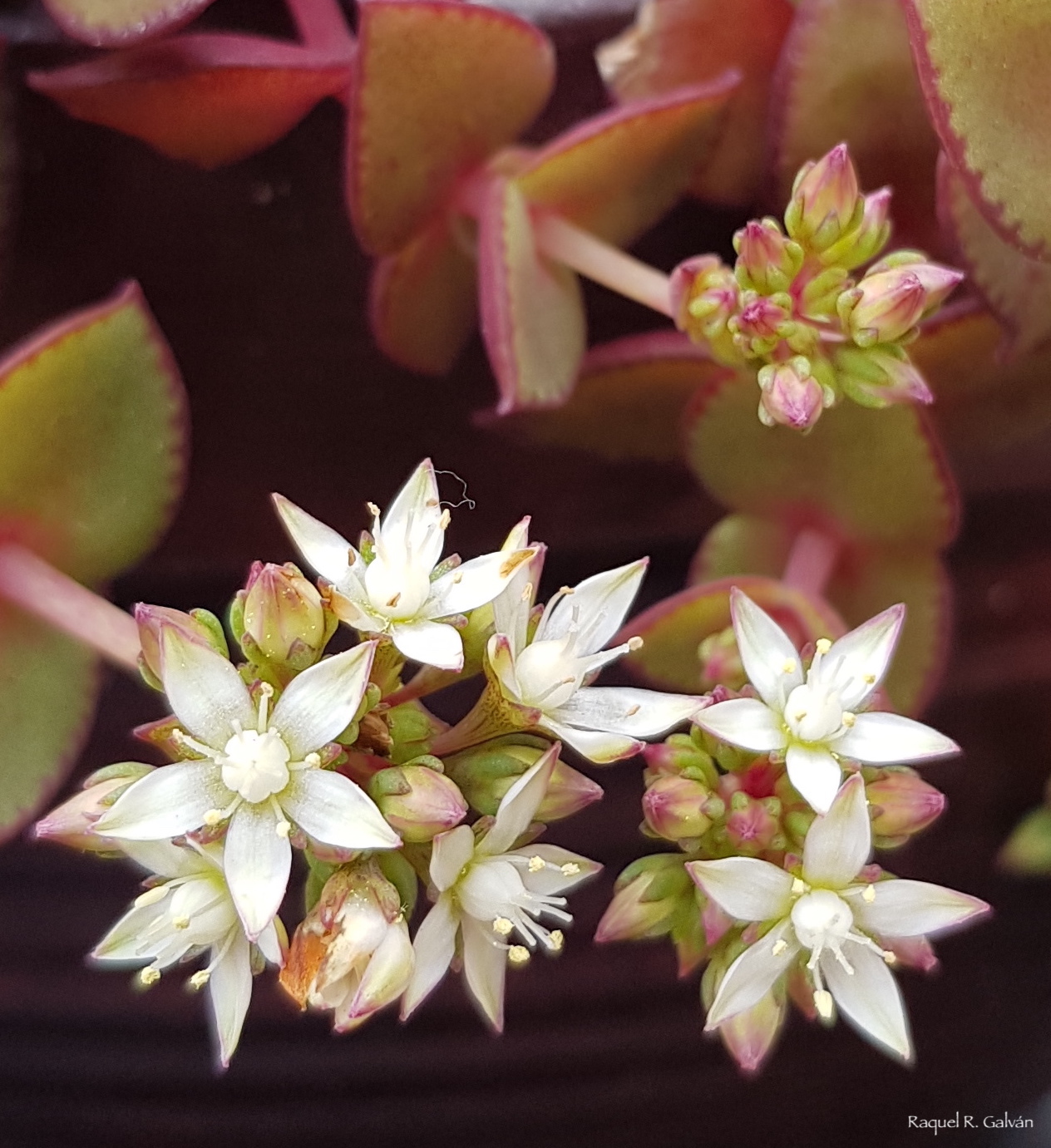 ssula%2Bpellucida%2Bsubsp.%2Bmarginalis%2B%2527Variegata%2527%2B%2528Calico%2BKitten%2529%2Bflor.jpg