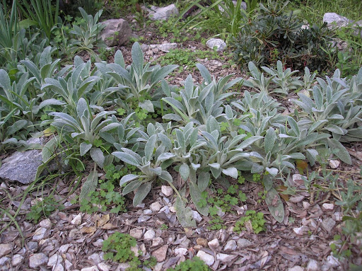 Stachys+bizantina.JPG