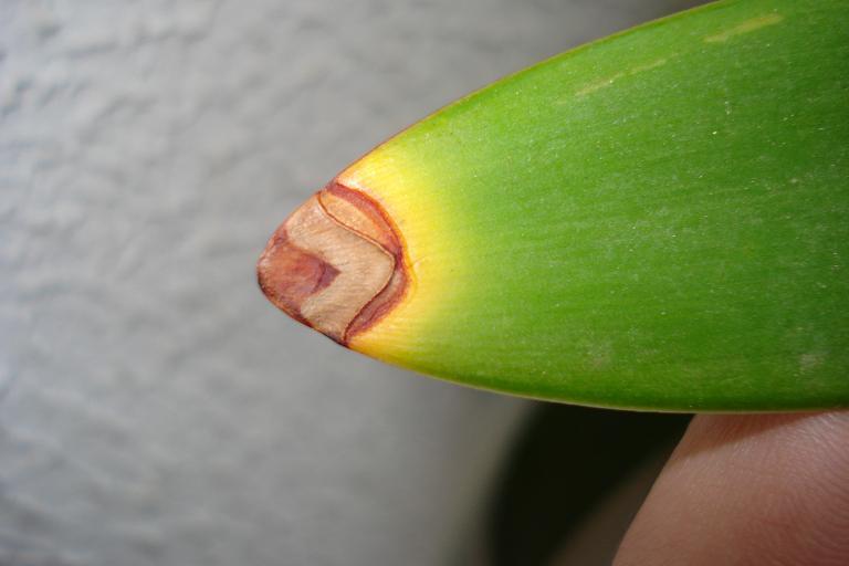 stagonosporacurtisii.jpg