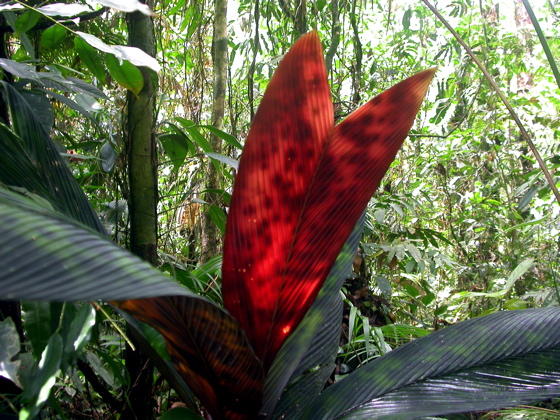 Stainless_palm_imagelarge.jpg