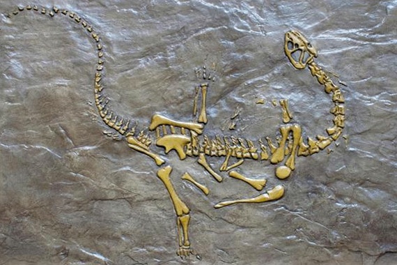 stamped-concrete-patio-dino-fossils_afb81532d75bbee3d84c25ac2768adb7_3x2.jpg