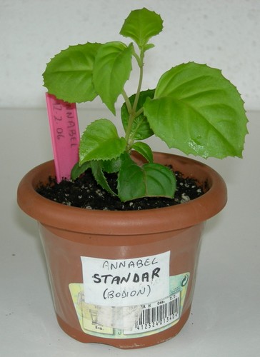 standar150406.jpg