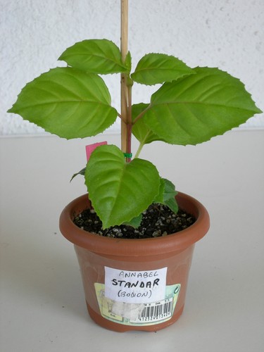 standar300406.jpg