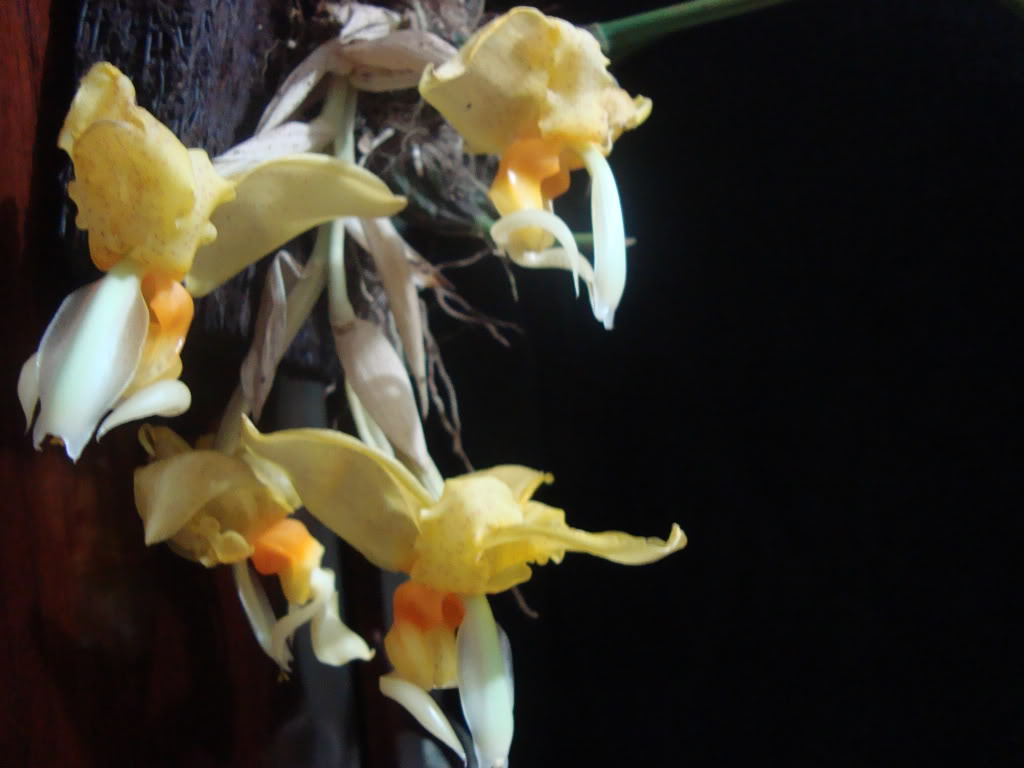 stangraveolens1.jpg