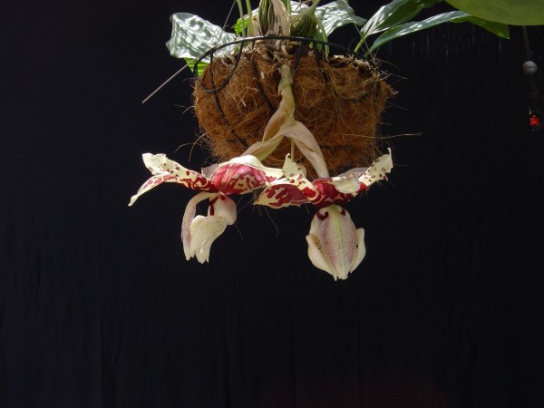 Stanhopea%20nigroviolacea%20600k.jpg