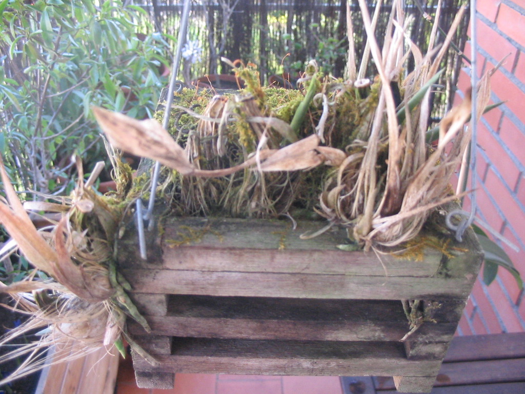 stanhopea%7E0.JPG