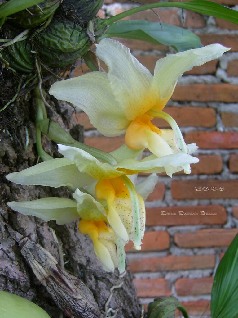 Stanhopea.jpg
