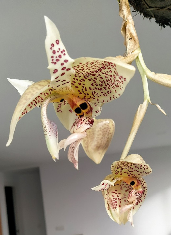 stanhopea-oculata-alonsita-2.jpg