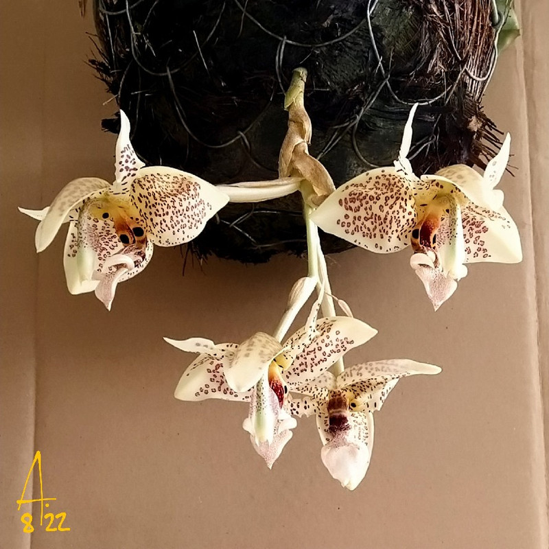 stanhopea-oculata-alonsita.jpg
