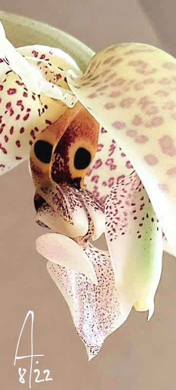 Stanhopea-oculata-detalle.jpg