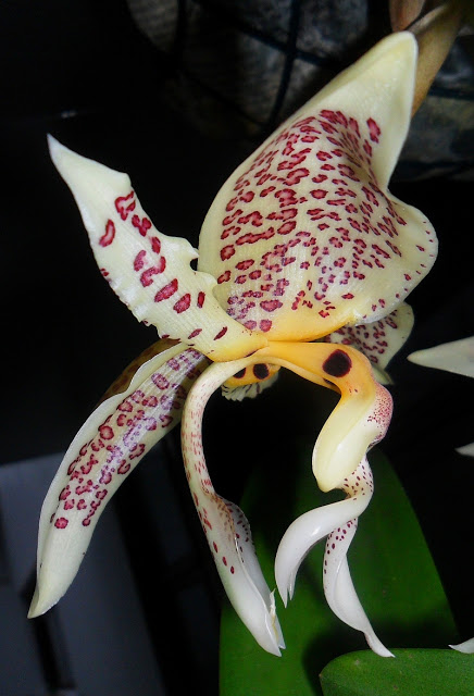 Stanhopea+oculata+night+28+March+2013+1.jpg