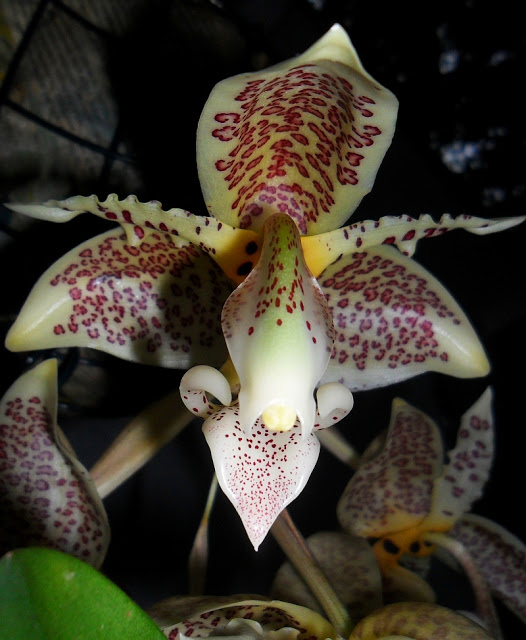 Stanhopea+oculata+night+28+March+2013+3.jpg