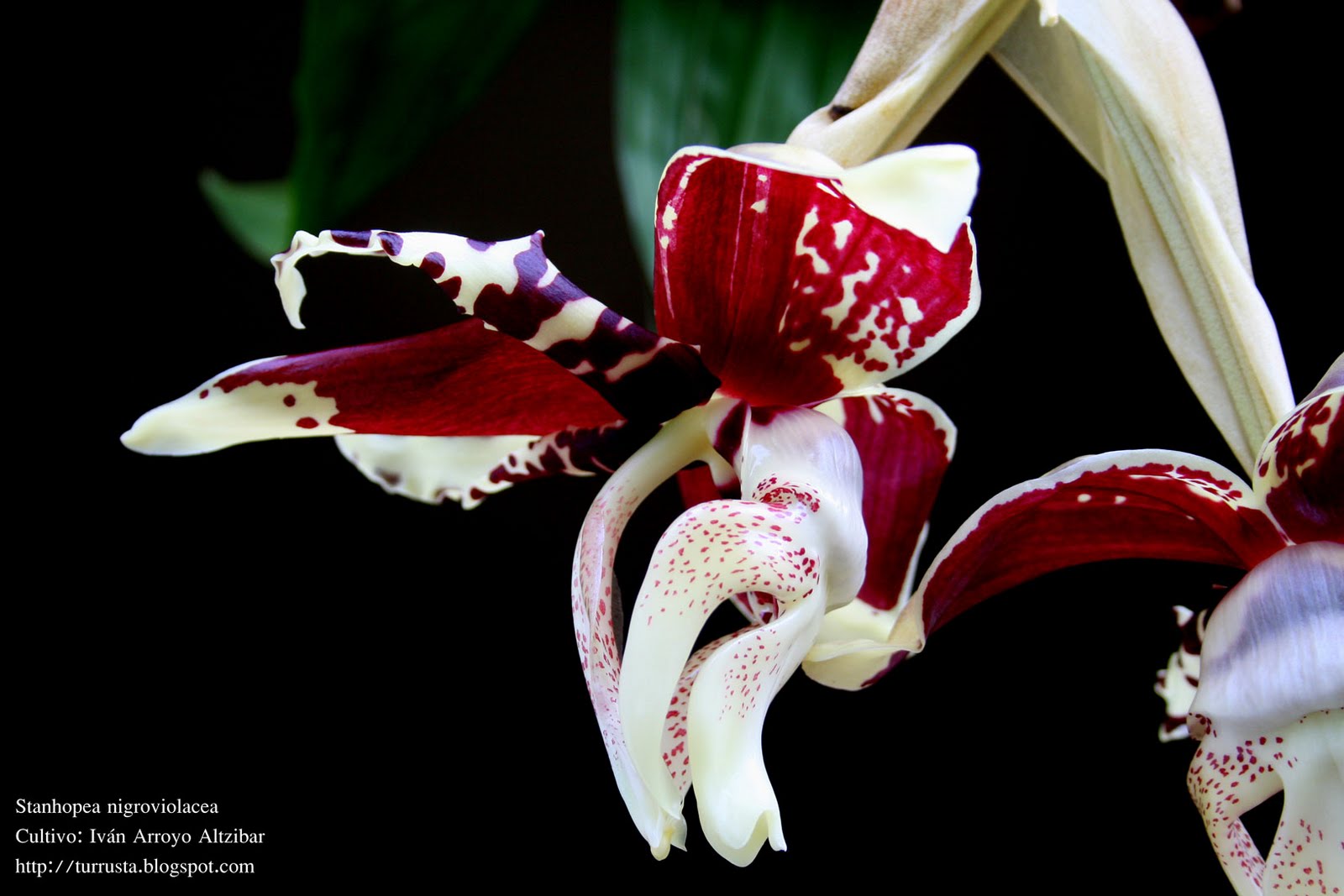 Stanhopea+tigrina+var.+nigroviolacea+%2818%29.jpg