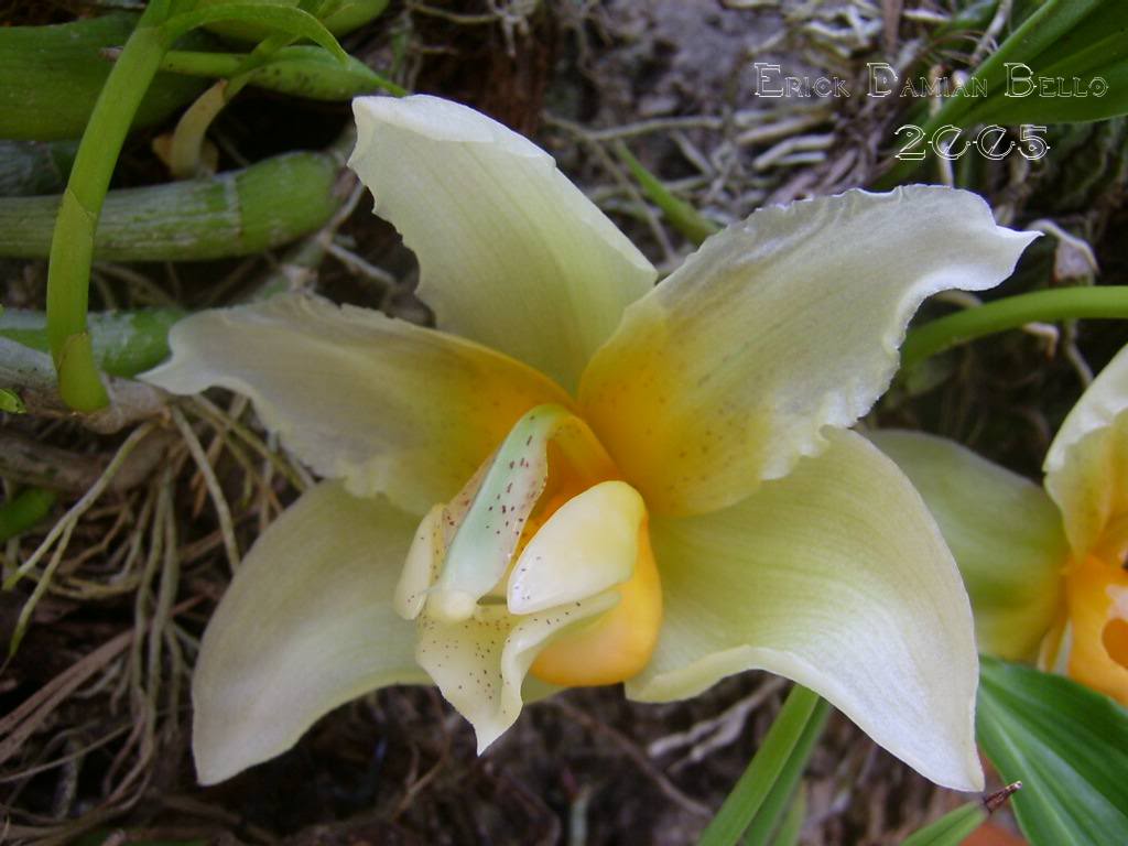 Stanhopea2.jpg