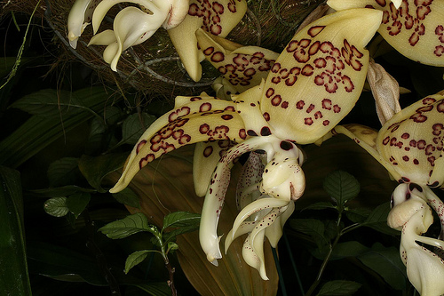 Stanhopea_gibbosa.jpg