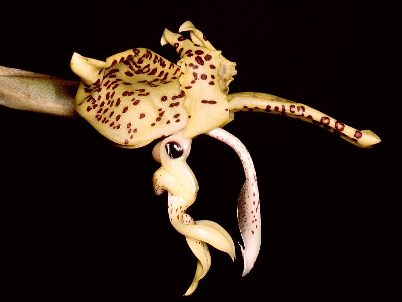 Stanhopea_gibbosa_Orchi_001.jpg