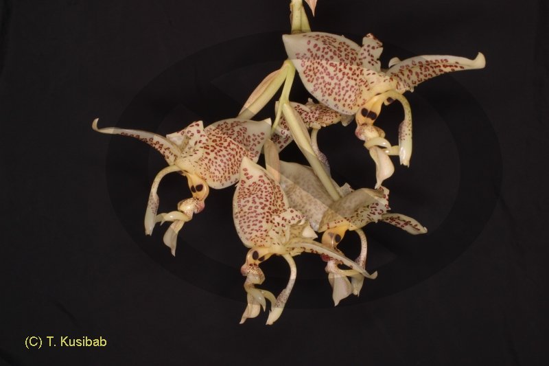 stanhopea_oculata.jpg