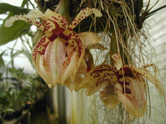 stanhopea_tigrina_3.jpg