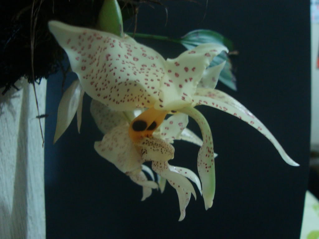 stanocullata.jpg