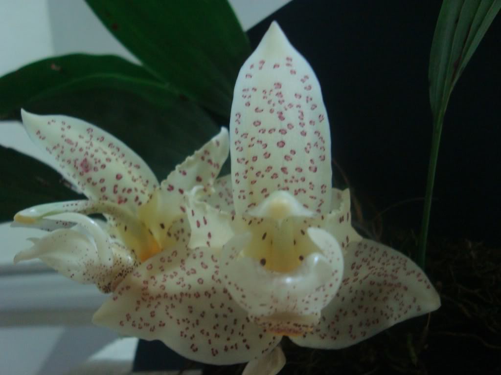 stanocullata2.jpg