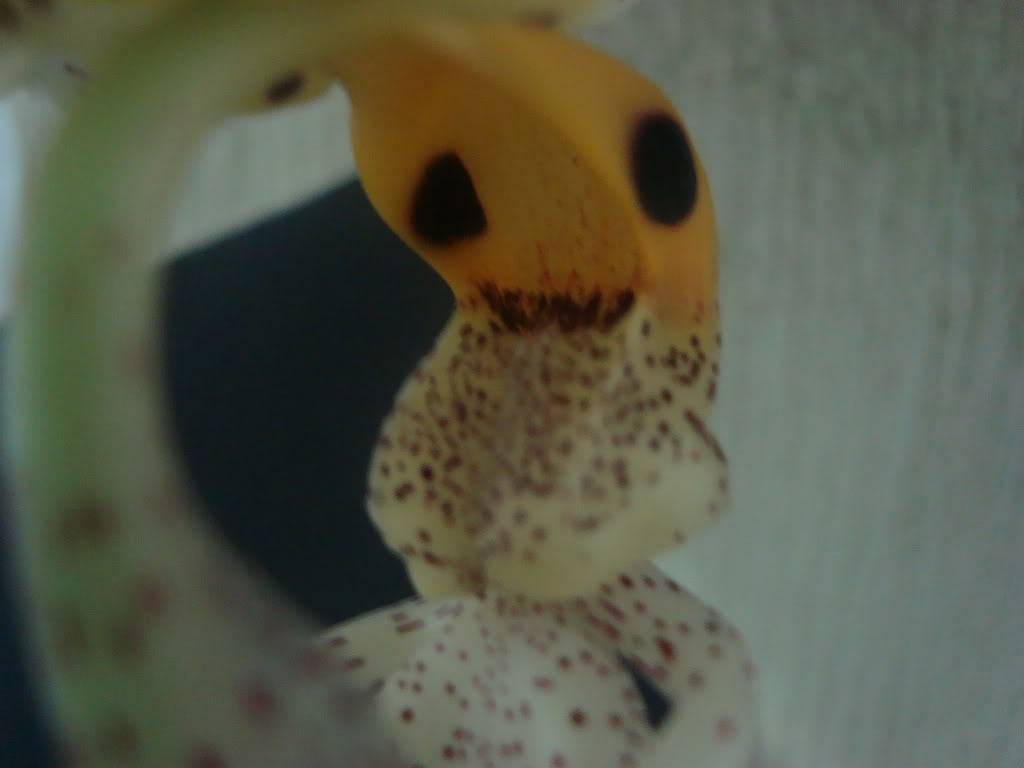 stanocullata4.jpg