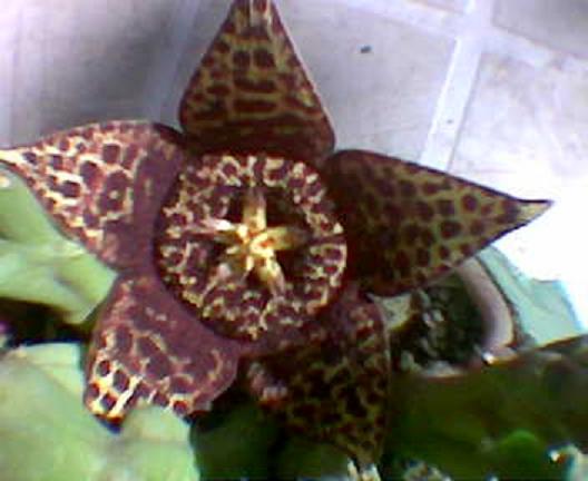 stapelia%20variegata1.JPG