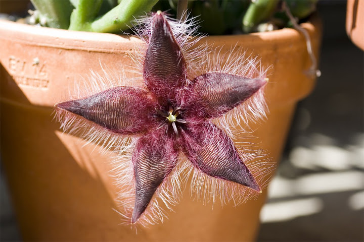 Stapelia-asterias.jpg