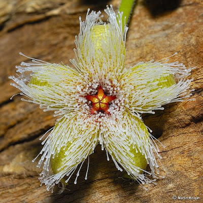 stapelia+glanduliflora.jpg