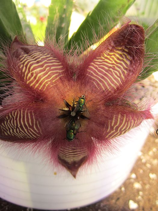 STAPELIA+HIRSUTA+CANON+IXUS130+21+JUNIO+2012+(1).jpg