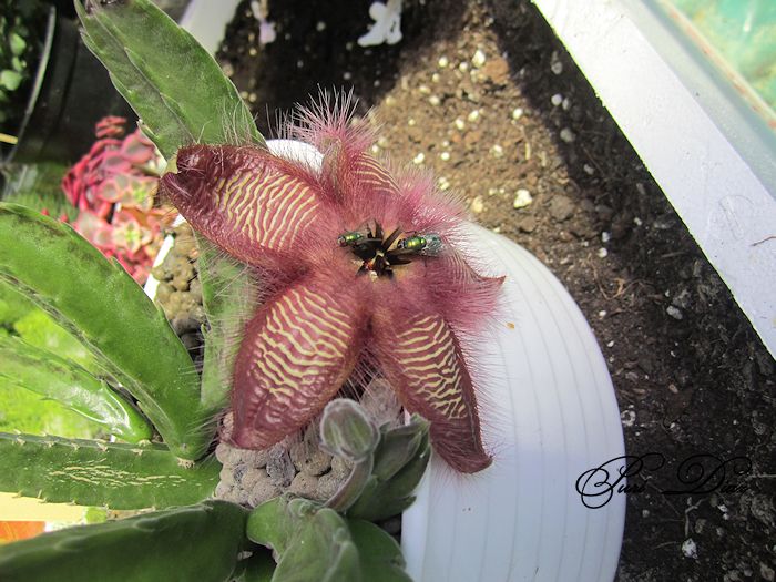 STAPELIA+HIRSUTA+CANON+IXUS130+21+JUNIO+2012+%25283%2529.jpg