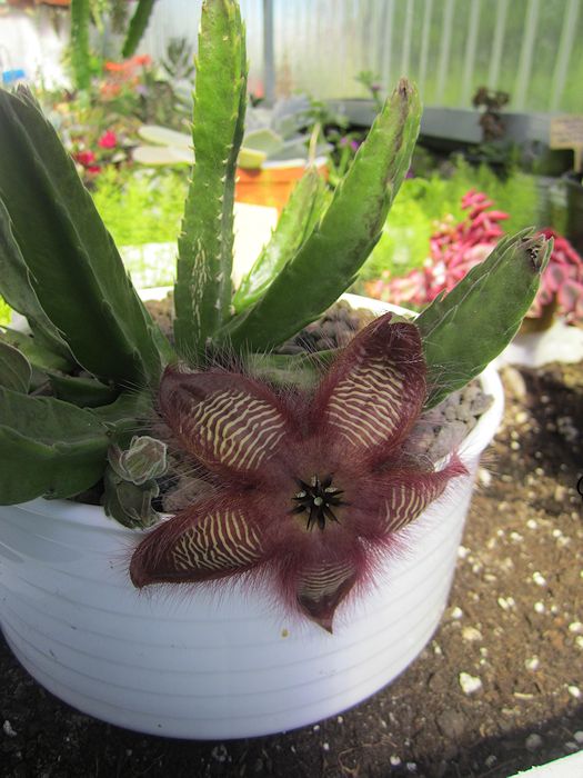 STAPELIA+HIRSUTA+CANON+IXUS130+21+JUNIO+2012+(4).jpg