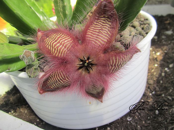 STAPELIA+HIRSUTA+CANON+IXUS130+21+JUNIO+2012+(5).jpg