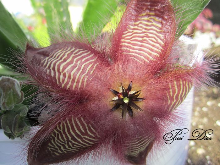 STAPELIA+HIRSUTA+CANON+IXUS130+21+JUNIO+2012+(7).jpg