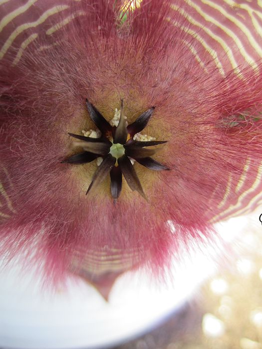 STAPELIA+HIRSUTA+CANON+IXUS130+21+JUNIO+2012+(9).jpg