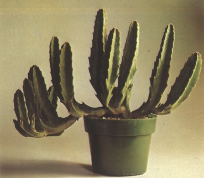stapelia.jpg