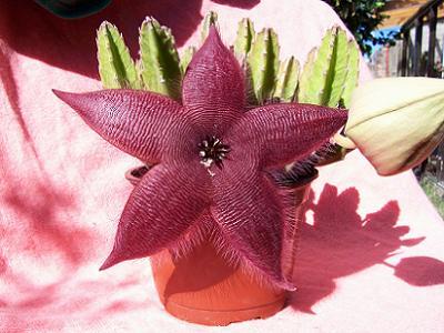 stapelia.JPG