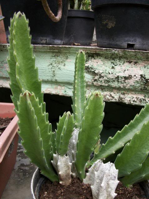 Stapelia.jpg