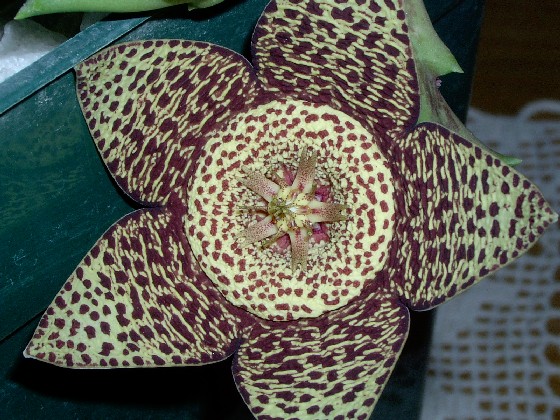 Stapelia.jpg
