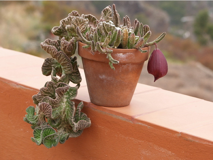 stapelia leendertziae 1.jpg