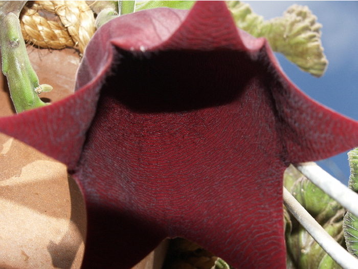 stapelia leendertziae 2.jpg