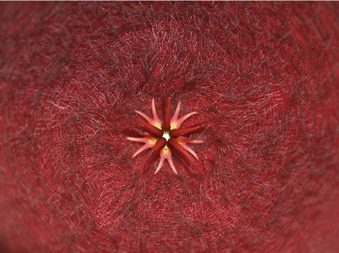 stapelia leendertziae 3.jpg