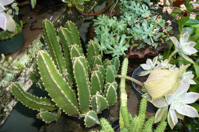 Stapelia2-1.jpg